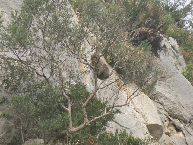 mono en el arbol